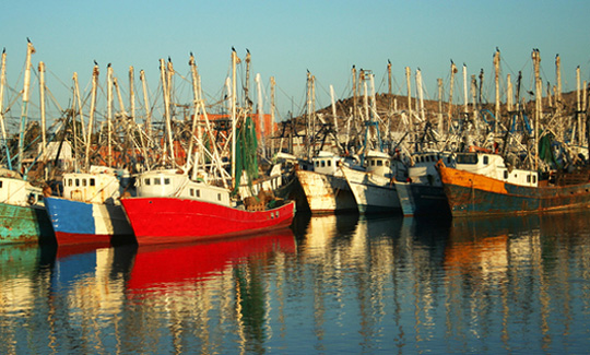 Pacific prawns