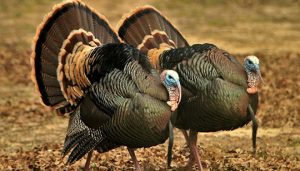 Two Tom Turkeys