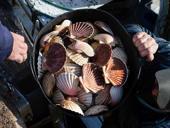 Alaska Weathervane Scallops just harvested